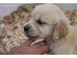 Golden Retriever Puppy for sale in Westmoreland, TN, USA