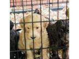 Goldendoodle Puppy for sale in Cordova, TN, USA
