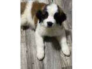 Saint Bernard Puppy for sale in Uniontown, OH, USA