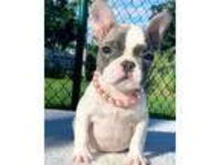 French Bulldog Puppy for sale in Pembroke Pines, FL, USA