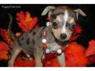 Chihuahua Puppy for sale in Winnsboro, SC, USA