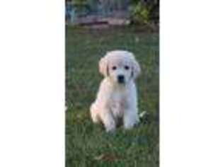 Golden Retriever Puppy for sale in Youngstown, OH, USA