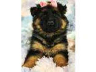 German Shepherd Dog Puppy for sale in Worcester, MA, USA