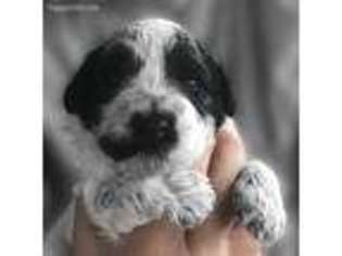 Portuguese Water Dog Puppy for sale in Mount Vernon, OH, USA