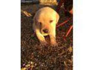 Labrador Retriever Puppy for sale in Waterford, MS, USA
