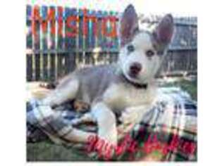 Siberian Husky Puppy for sale in Roland, OK, USA