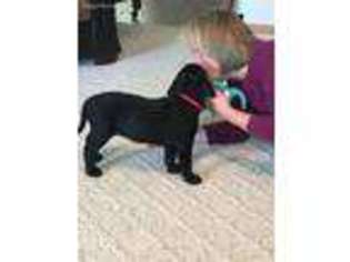 Labrador Retriever Puppy for sale in Clarksburg, MO, USA