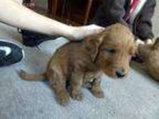 Goldendoodle Puppy for sale in Mohnton, PA, USA