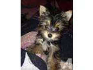 Yorkshire Terrier Puppy for sale in HOLLYWOOD, FL, USA