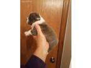 Mutt Puppy for sale in Deerfield, WI, USA