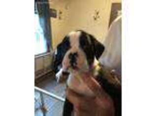 Boxer Puppy for sale in Rockford, IL, USA