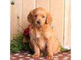 Goldendoodle Puppy for sale in Willow Street, PA, USA