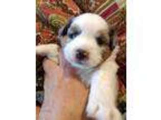 Miniature Australian Shepherd Puppy for sale in Caldwell, TX, USA