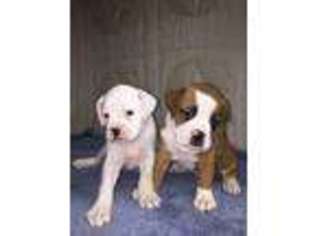 Boxer Puppy for sale in Godwin, NC, USA