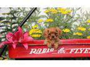 Cavalier King Charles Spaniel Puppy for sale in Leola, PA, USA