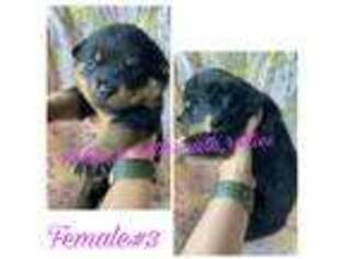 Rottweiler Puppy for sale in Davenport, FL, USA