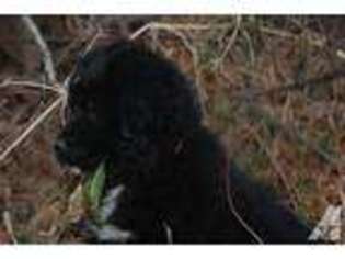 Newfoundland Puppy for sale in HOME, PA, USA