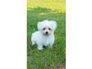 Maltese Puppy for sale in Center Ridge, AR, USA