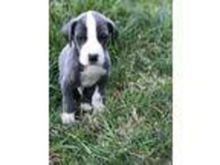 Great Dane Puppy for sale in Hickory, NC, USA