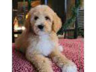 Goldendoodle Puppy for sale in Bealeton, VA, USA