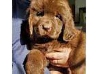 Newfoundland Puppy for sale in Shelton, WA, USA