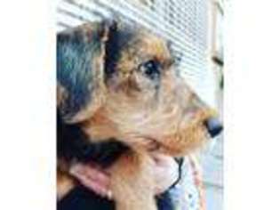 Airedale Terrier Puppy for sale in Anaheim, CA, USA