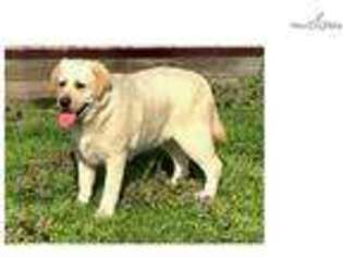 Labrador Retriever Puppy for sale in Dayton, OH, USA