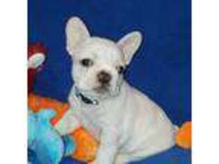 French Bulldog Puppy for sale in Centerville, UT, USA