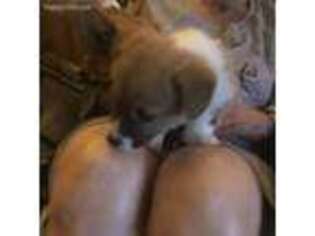 Pembroke Welsh Corgi Puppy for sale in Auburndale, FL, USA