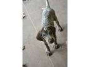 German Shorthaired Pointer Puppy for sale in Saint Cloud, FL, USA