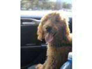 Goldendoodle Puppy for sale in Maitland, FL, USA