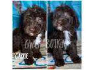 Labradoodle Puppy for sale in Big Sandy, TX, USA