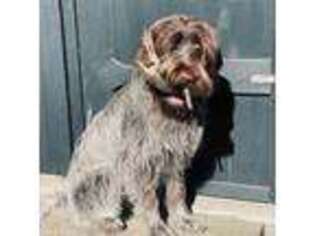 Wirehaired Pointing Griffon Puppy for sale in Troy, NY, USA