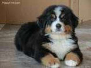 Bernese Mountain Dog Puppy for sale in Big Prairie, OH, USA