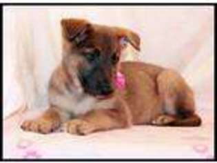 German Shepherd Dog Puppy for sale in Houston, MO, USA