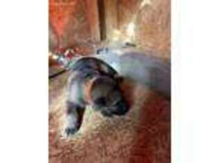 German Shepherd Dog Puppy for sale in Elgin, SC, USA