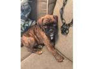 Boxer Puppy for sale in Traverse City, MI, USA