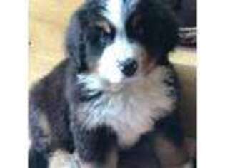Bernese Mountain Dog Puppy for sale in Redding, CT, USA