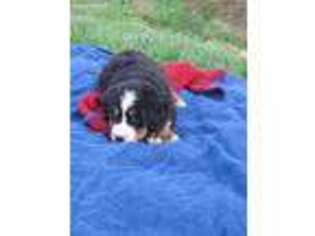 Bernese Mountain Dog Puppy for sale in Rocky Mount, VA, USA