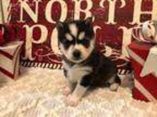 Alaskan Klee Kai Puppy for sale in Cincinnati, OH, USA