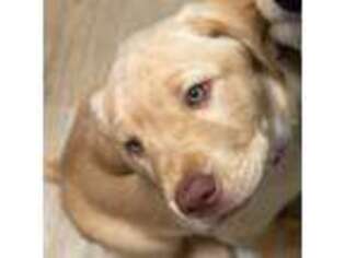 Labrador Retriever Puppy for sale in Fort Lauderdale, FL, USA
