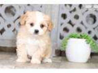 Cavapoo Puppy for sale in Columbus, OH, USA