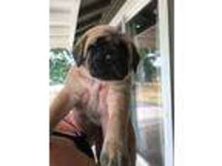 Mastiff Puppy for sale in White City, OR, USA