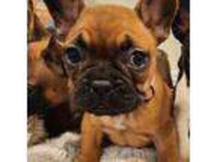 French Bulldog Puppy for sale in Rathdrum, ID, USA