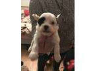 Chinese Crested Puppy for sale in Holton, IN, USA