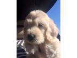 Goldendoodle Puppy for sale in RED BUD, IL, USA