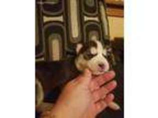 Siberian Husky Puppy for sale in Canton, OH, USA