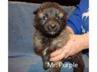 Belgian Tervuren Puppy for sale in Higginsville, MO, USA