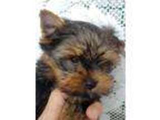 Yorkshire Terrier Puppy for sale in Reinholds, PA, USA