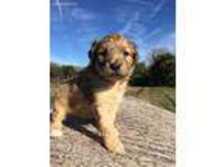 Mutt Puppy for sale in Grifton, NC, USA